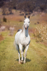 Obraz na płótnie Canvas Arabian horse