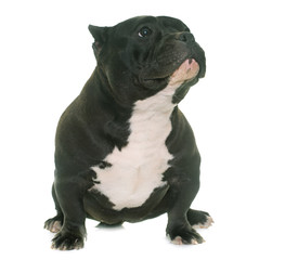 puppy american bully