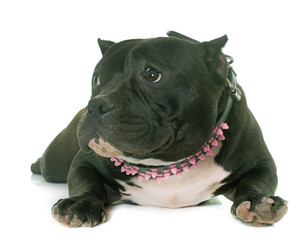 puppy american bully