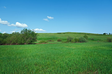 Russian spring meadow