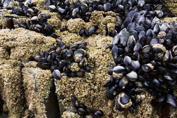 Muscles clinging to the rocks at low tide