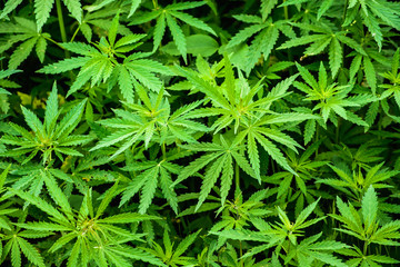 wild hemp field in the village