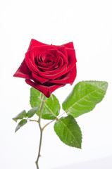 Naklejka premium beautiful red rose isolated on white background
