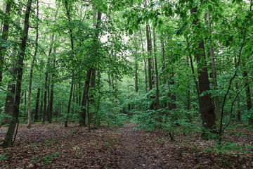 Obraz premium Green deciduous forest on a sunny day