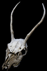 Deer Skull with Odd Antlers