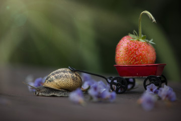 snail and strawberry 