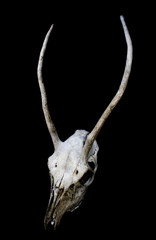 Fototapeta premium Deer Skull with Odd Antlers