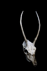 Fototapeta premium Deer Skull with Odd Antlers