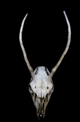 Deer Skull with Odd Antlers