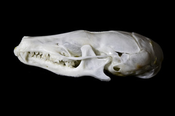 Mole Skull On Black Background
