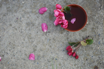 Fototapeta na wymiar Herbal tea ceremony with pink blossom branch on stone surface