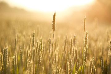 Growing wheat close-up in morning dew on background of sunrise