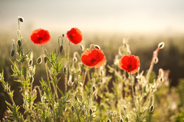 Flowers red poppies blooming in field in rays of dawn