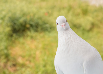 White dove closeup.