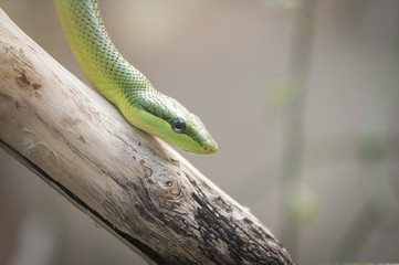 Portrait de mamba vert