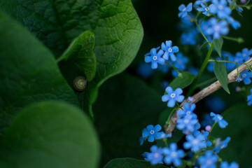 snail and forget-me-not