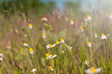 Flowering daisies in a field on a sunny day.
