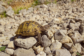 Land turtle crawling on rocks in natural conditions. 