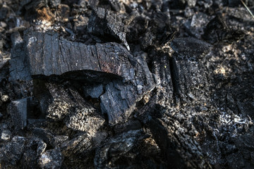 coals from the tree which has burned down in a fire