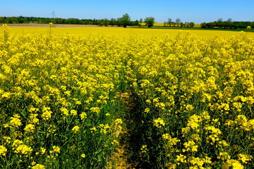 Obraz premium champs colza isère 1