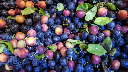 wild plum blackthorn autumn harvest