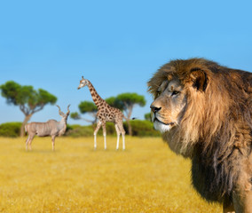 Fototapeta na wymiar Big lion on savannah. Giraffe with Kudu in the background.