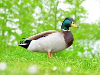 Wild duck or mallard on green grass. Wildlife photo.