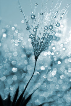 Fototapeta Dewy dandelion flower close up