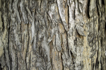 Bark of Cottonwood Tree