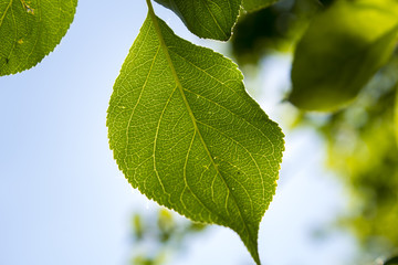 Leaves Behind The Sky