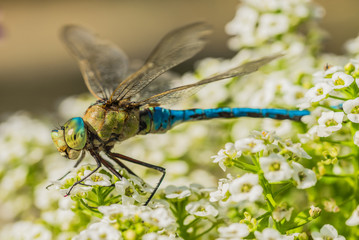 Libelle Insekt Blaugrüne Mosaikjungfer 