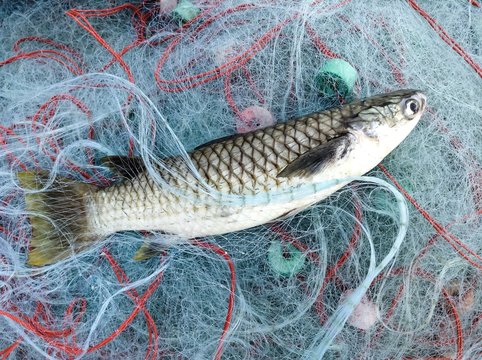 Mullet fish on fishing net 