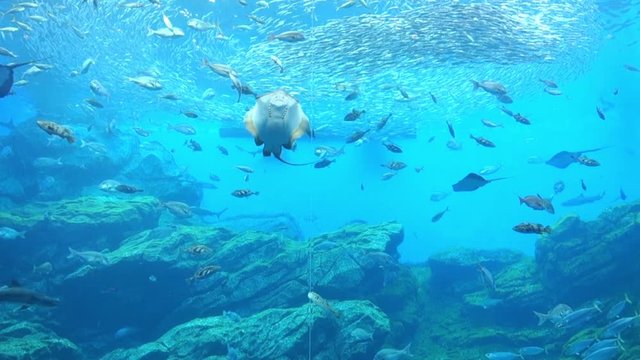 大水槽のイワシの群れ