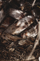 Palm texture