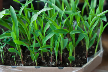 Young corn seedling