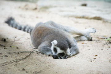 Selective focus on ring-tailed lemur which sleeps on the sandy g