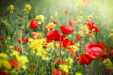 Meadow flowers - red poppy flower and yellow flowers