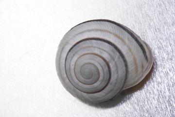 snail shell