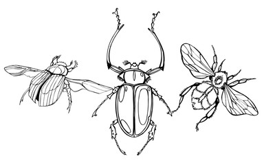 Hand drawn beetles set. Black and white insects for design, icons, logo or print. Drawn with dots.  Stencils Isolated on White Background. Hand drawn engraving Sketch of Scarab Beetle, May bug.