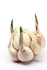  garlic