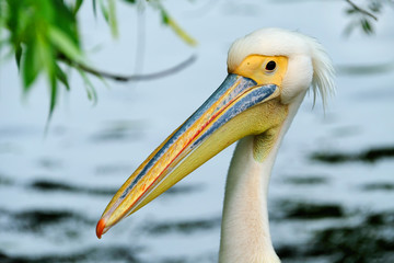 Pélican oiseau bec portrait pêche poisson grand