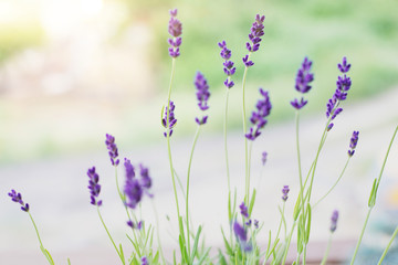 Lavender flowers on the background of herbs