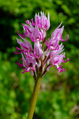 Orchide scimmia 2