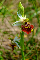 Ofride dei fuchi 12 © zampe238