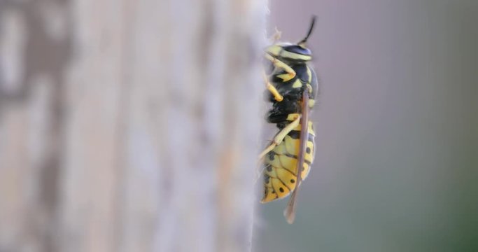 Macro di calabrone che rosicchiare legno e ne fa una palla