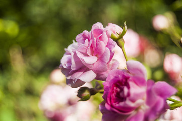 Macro Fuchsia rose on blur background