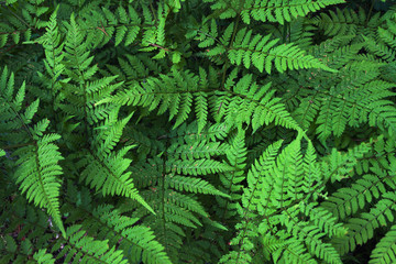Green fern - Powered by Adobe