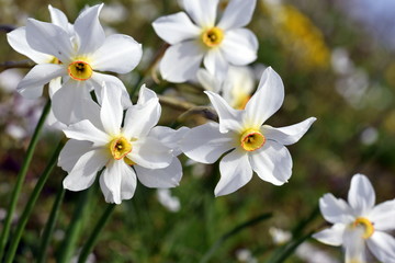 Obraz premium Weiße Narzisse (Narcissus poeticus)