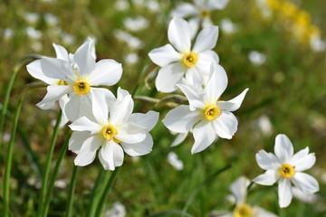 Weiße Narzissen in Wildform - Narcissus poeticus