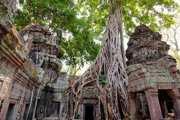 Fototapeta premium Ta prohm temple covered in tree roots, Angkor Wat, Cambodia